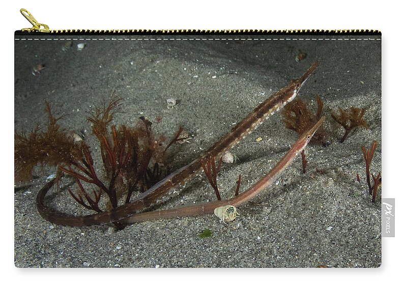 Pipefish Zip Pouch featuring the photograph Pair of northern pipefish by Brian Weber