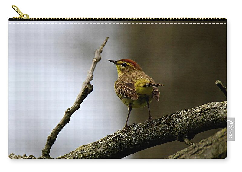 Palm Warbler Carry-all Pouch featuring the photograph Palm Warbler by Mary Walchuck