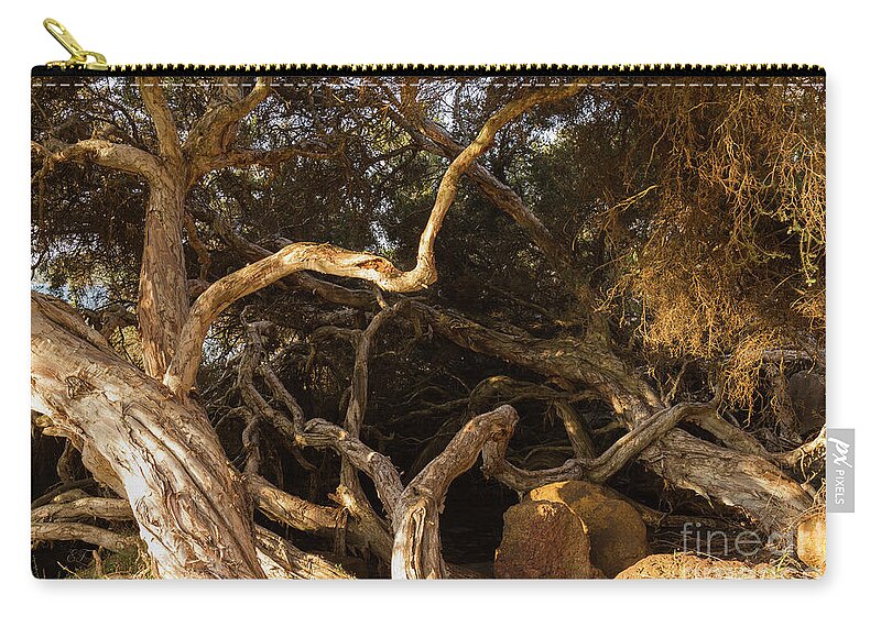 Tree Carry-all Pouch featuring the photograph Paperbark Trees by Elaine Teague