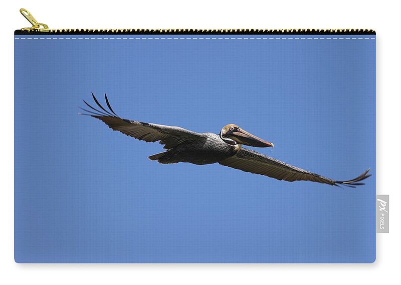Pelicans Zip Pouch featuring the photograph Pelican in Flight 2 by Mingming Jiang