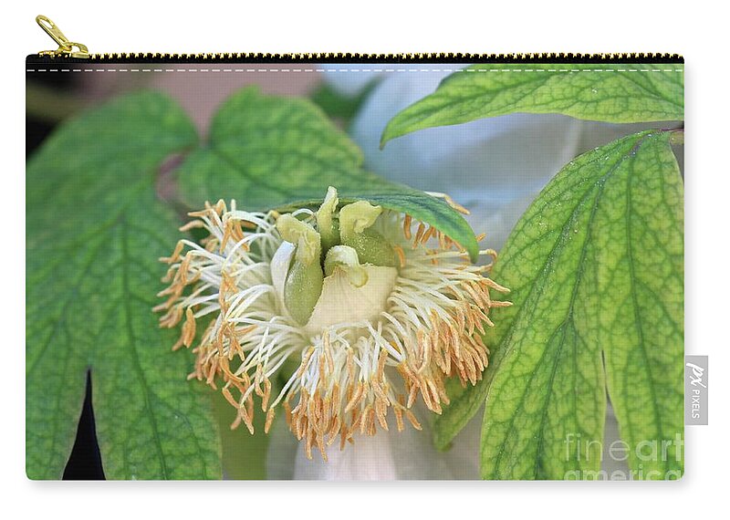 Flowers Zip Pouch featuring the photograph Peony Detail by Patricia Youngquist