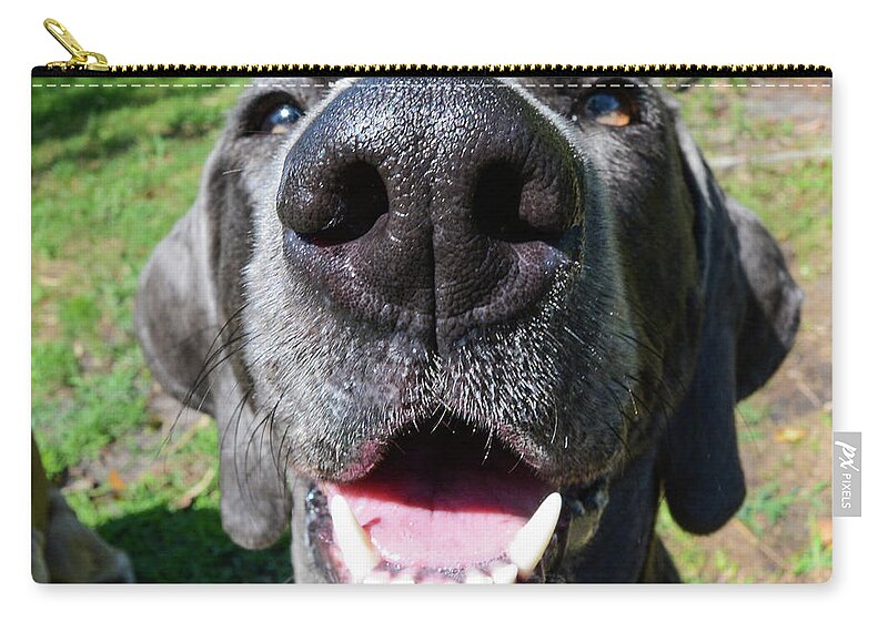Weimaraner Zip Pouch featuring the photograph Pepper's Nose by Cherie Bosela