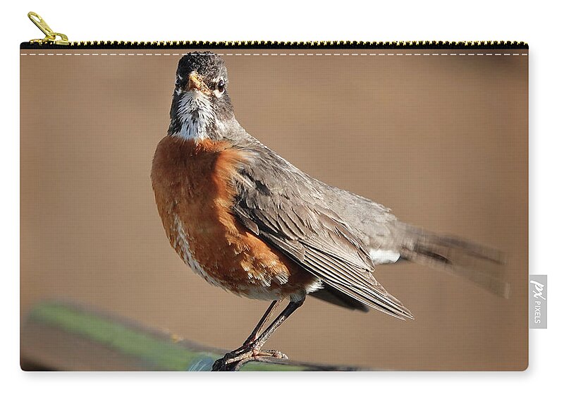Robin Zip Pouch featuring the photograph Perched Robin by Marilyn Hunt