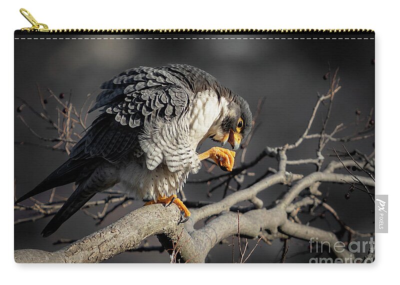 Falcon Zip Pouch featuring the photograph Peregrine Falcon on a Favorite Perch by Alyssa Tumale