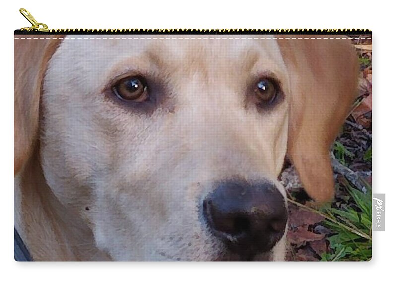 Yellow Labs Carry-all Pouch featuring the photograph Perfect Profile by Kim Galluzzo Wozniak