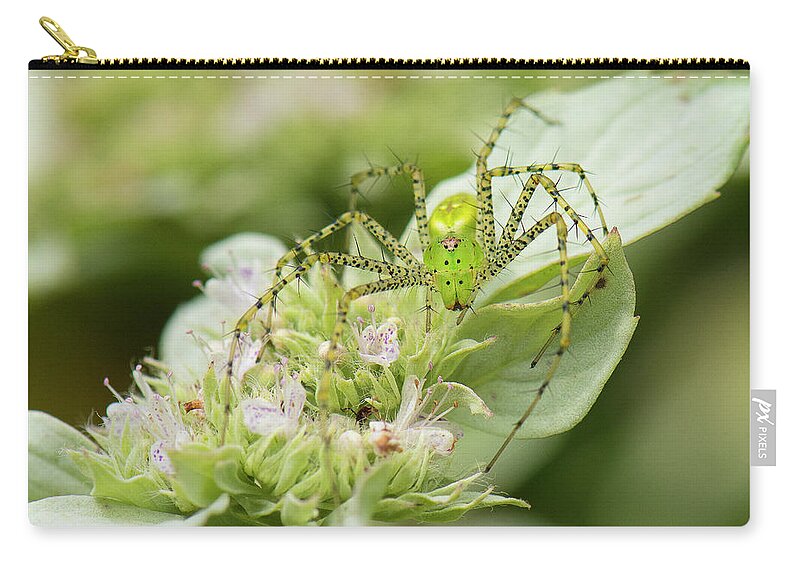 Arachnida Zip Pouch featuring the photograph Peucetia viridans, Green lynx spider, by Eric Abernethy