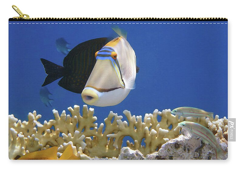 Fish Zip Pouch featuring the photograph Picasso fish and Klunzingerwrasse by Johanna Hurmerinta