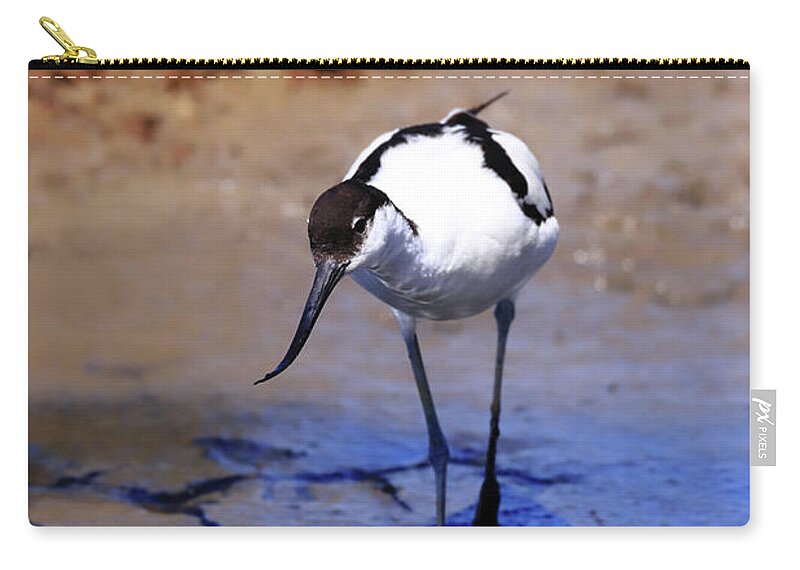 Avocet Zip Pouch featuring the photograph Pied avocet, Recurvirostra avosetta by Frederic Bourrigaud