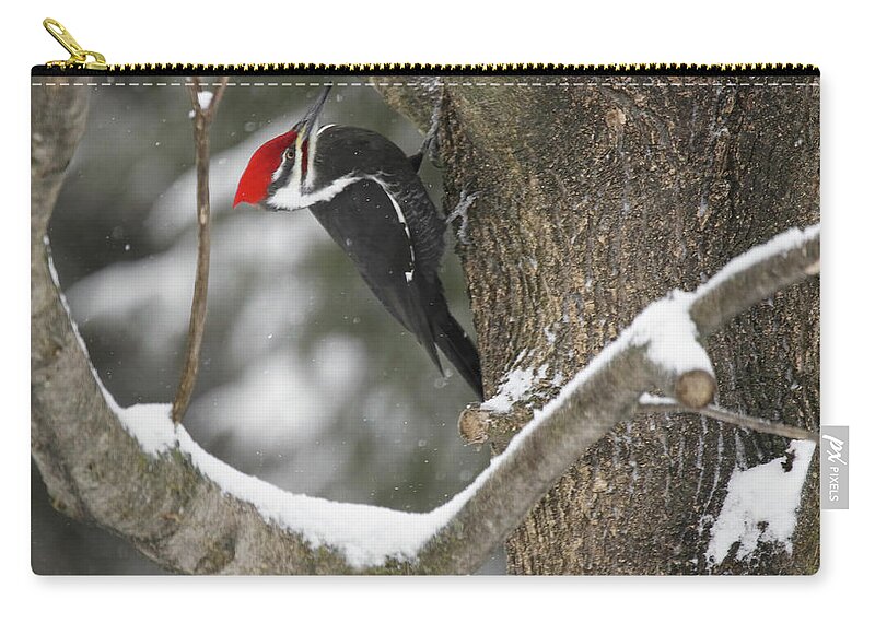 Pileated Woodpecker Zip Pouch featuring the photograph Pileated Woodpecker 2 by Brook Burling