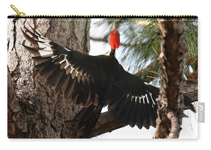 Pileated Woodpecker Carry-all Pouch featuring the photograph Pileated Woodpecker 2 by Mingming Jiang