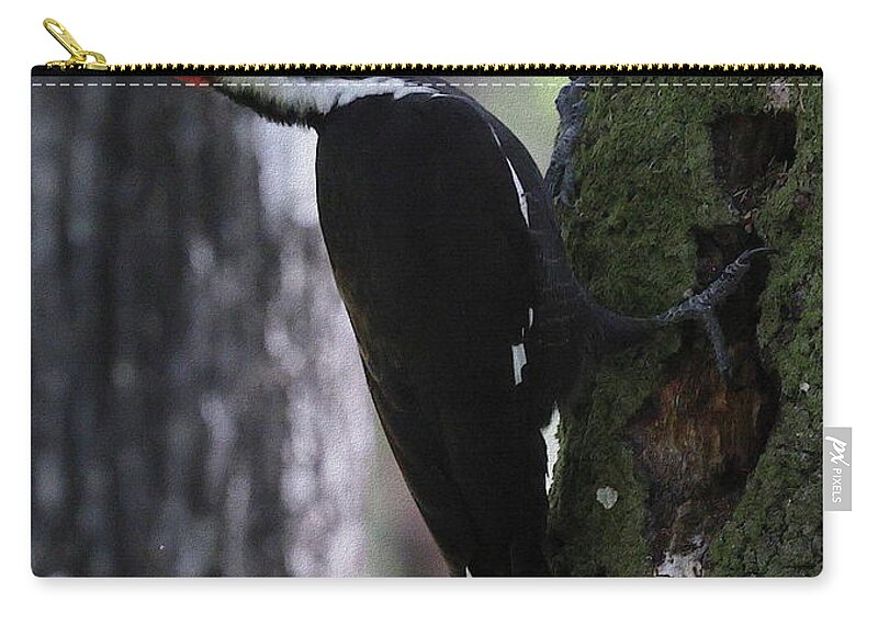 Pileated Woodpecker Carry-all Pouch featuring the photograph Pileated Woodpecker 4 by Mingming Jiang