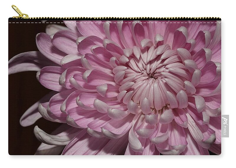 Chrysanthemum Zip Pouch featuring the photograph Pink Chrysanthemum 2 by Mingming Jiang