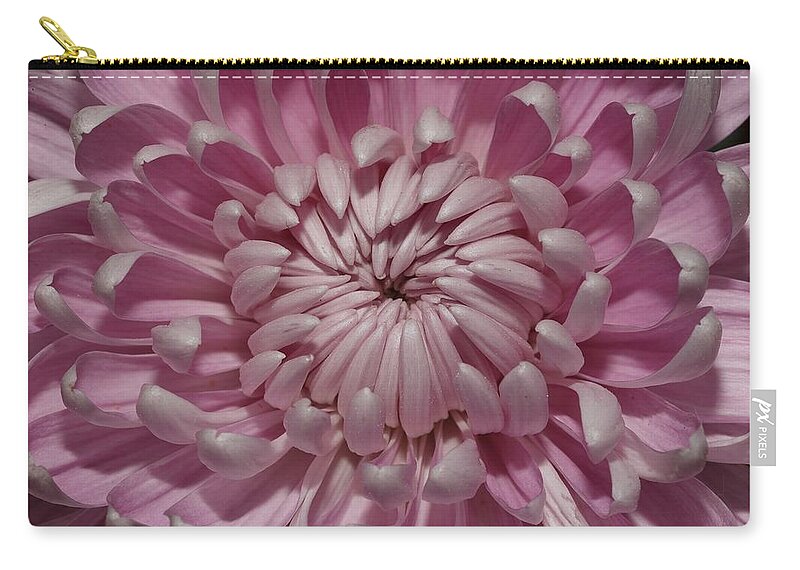 Chrysanthemum Carry-all Pouch featuring the photograph Pink Chrysanthemum 3 by Mingming Jiang