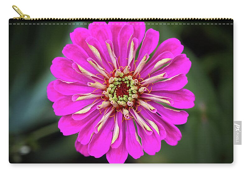 Pink Zip Pouch featuring the photograph Pink Zinnia by Steven Nelson