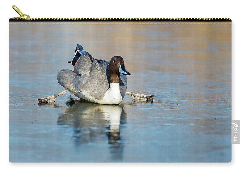 Pintail Zip Pouch featuring the photograph Pintail Spitz by Terry Dadswell