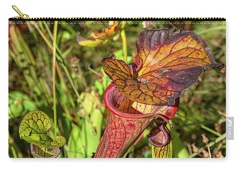 Pitcher Zip Pouch featuring the photograph Pitcher Plant in Autumn by Cate Franklyn