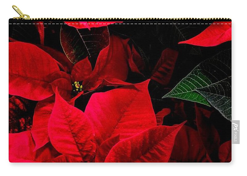 Poinsettia Zip Pouch featuring the photograph Poinsettia by Jimmy Chuck Smith
