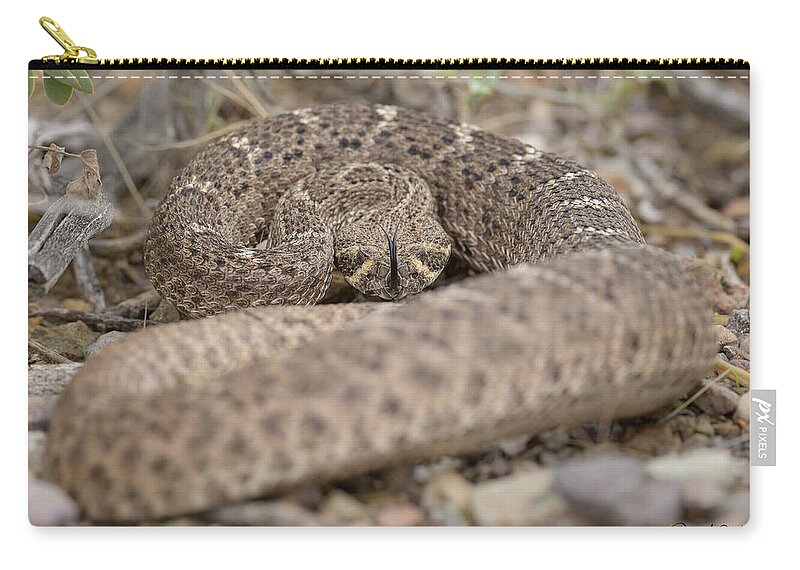 Animals Zip Pouch featuring the photograph Portrait of a Viper as a Young Snake by James Covello
