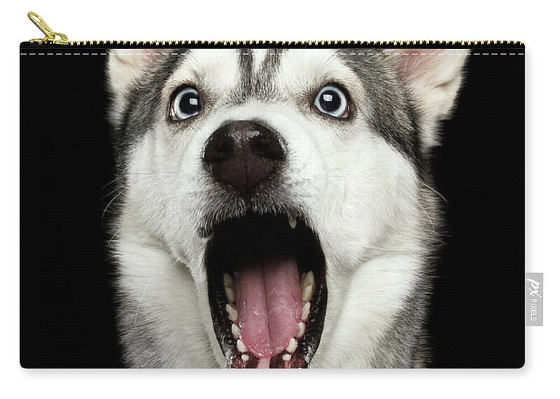 Dog Zip Pouch featuring the photograph Portrait of Amazement Siberian Husky by Sergey Taran