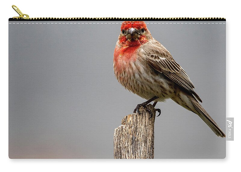 Bird Zip Pouch featuring the photograph Posing Finch by Cathy Kovarik