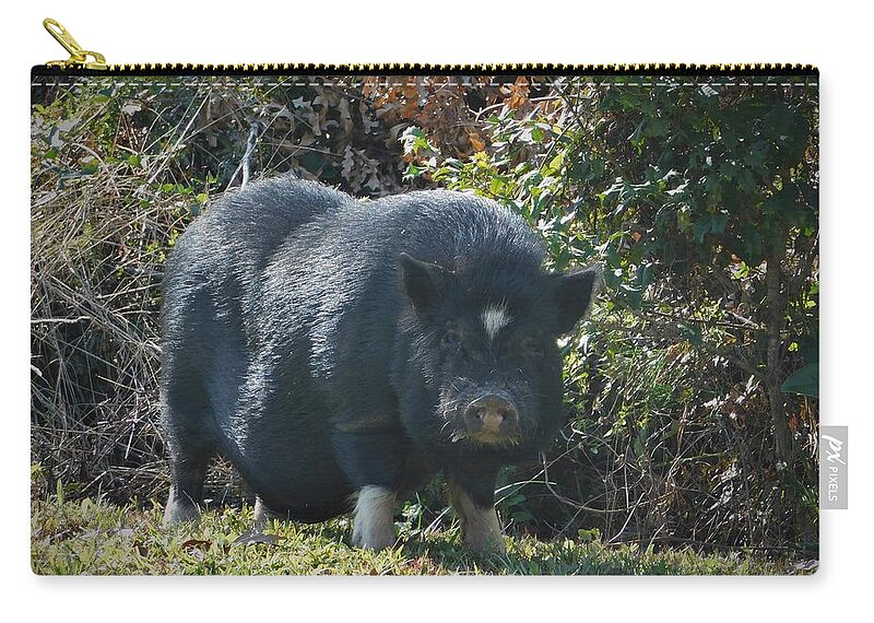 Pig Zip Pouch featuring the photograph Pot Belly by Carl Moore