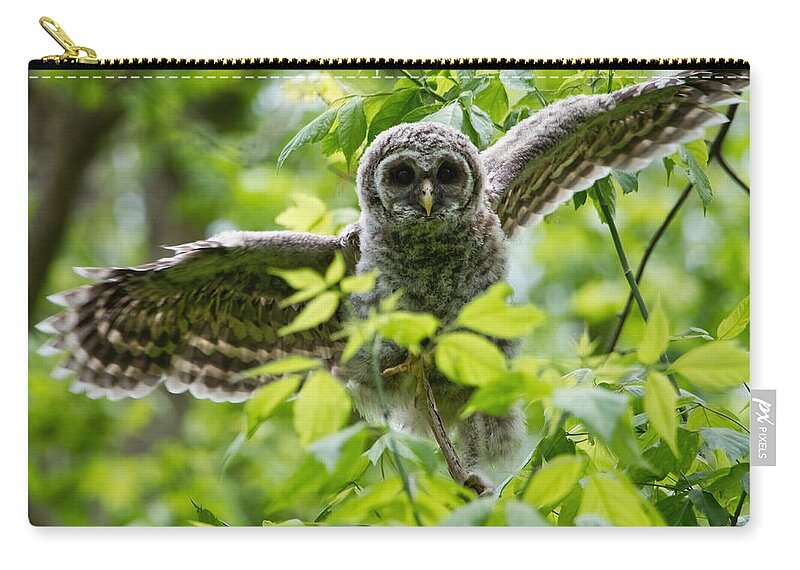Owlet Zip Pouch featuring the photograph Practice Flight by Judy Cuddehe
