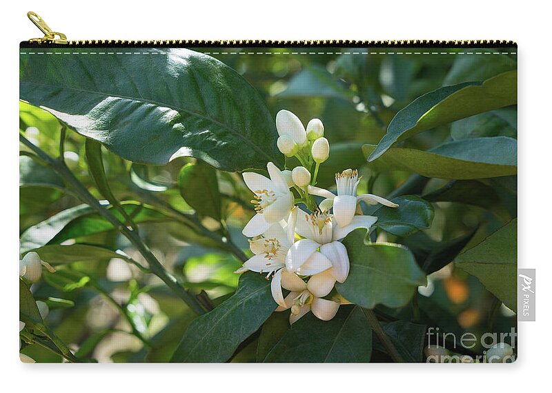 Orange Blossom Carry-all Pouch featuring the photograph Pretty white orange blossoms and green leaves by Adriana Mueller