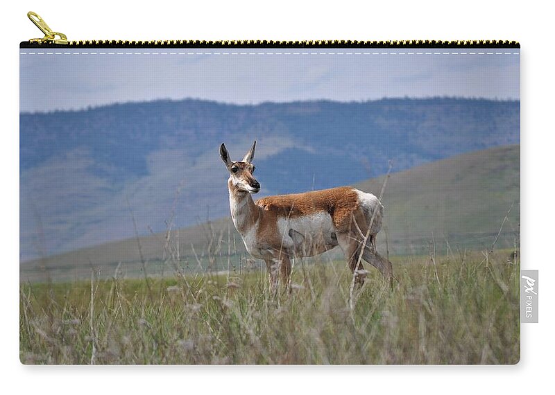 Antelope Zip Pouch featuring the photograph Pronghorn on the Prairie by Mike Helland