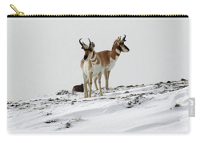 Winter Zip Pouch featuring the photograph Pronghorn Twin by Carl Moore