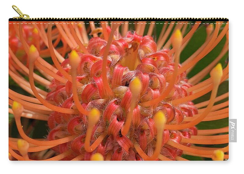 Protea Flower Zip Pouch featuring the photograph Protea Ribbons by Wendy Golden
