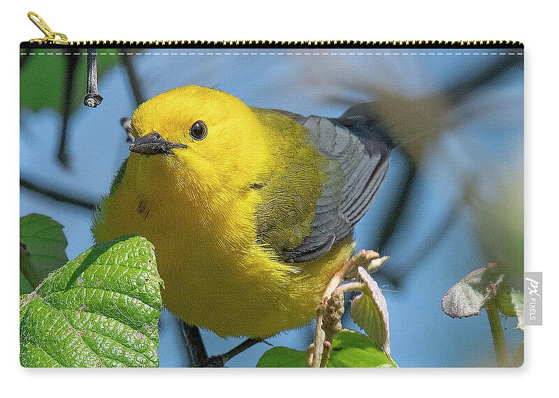 Nature Zip Pouch featuring the photograph Prothonotary Warbler DSB0373 by Gerry Gantt