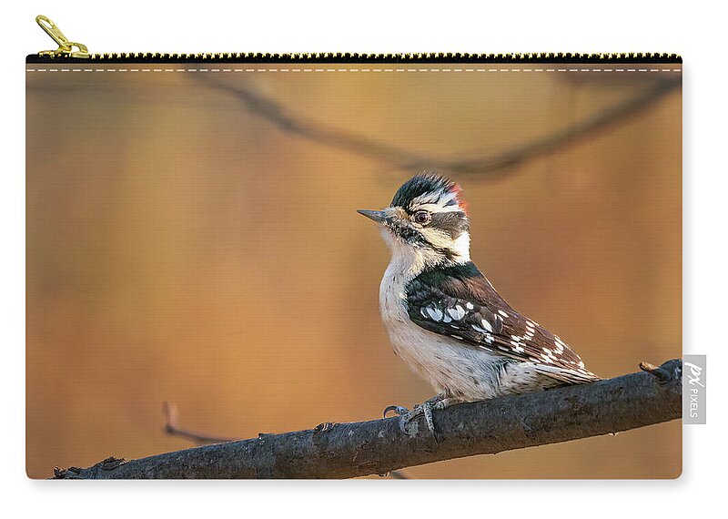 Nature Zip Pouch featuring the photograph Proud Downy Woodpecker by Kristia Adams