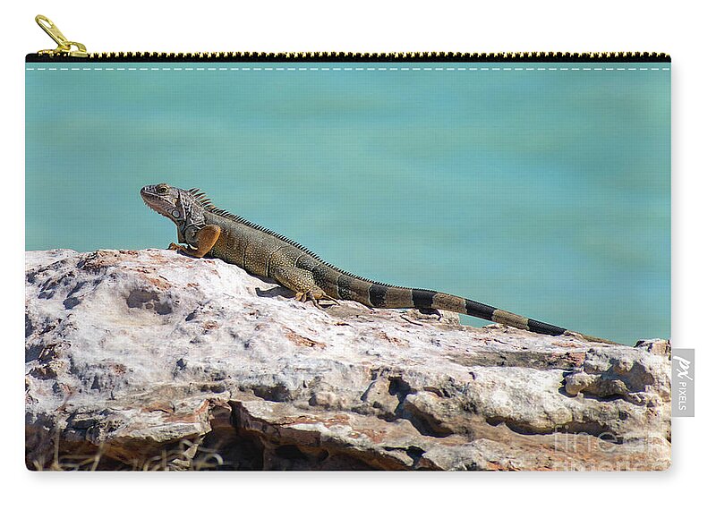 Iguana Zip Pouch featuring the photograph Puerto Rican Iguana Sunning on a Rock by Beachtown Views