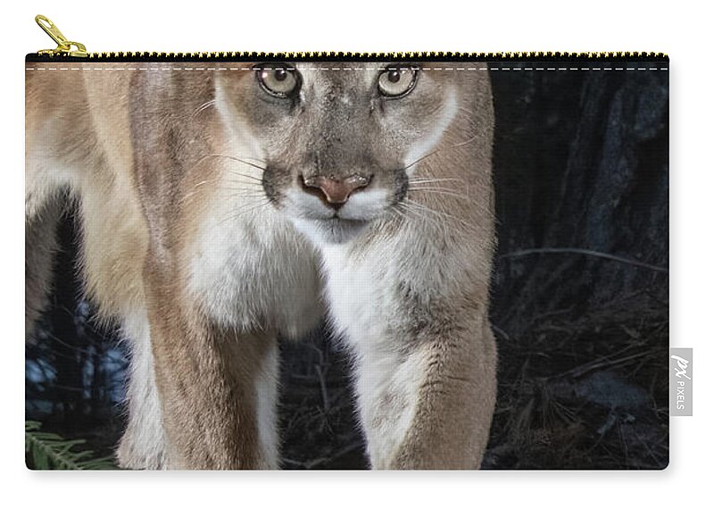 Puma Zip Pouch featuring the photograph Puma Concolor by Randy Robbins