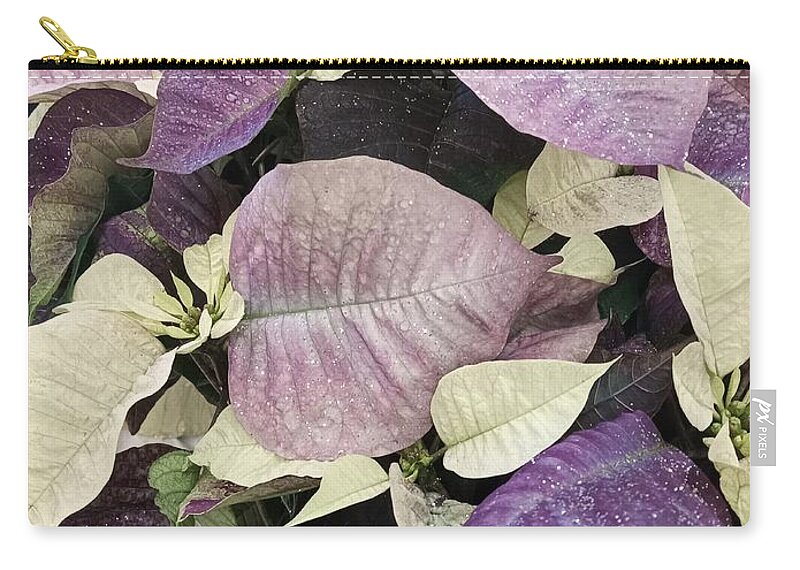 White Zip Pouch featuring the photograph Purple and Cream Pointsettias by Vickie G Buccini