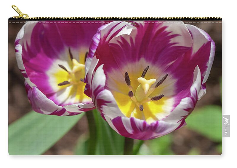 Flower Zip Pouch featuring the photograph Purple-and-White Rembrandt Tulips 2 by Dawn Cavalieri