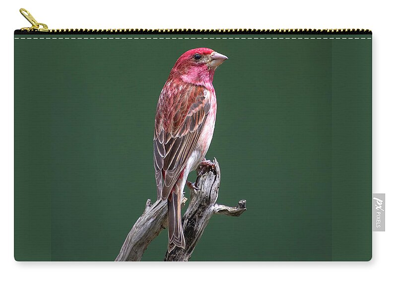 Bird Zip Pouch featuring the photograph Purple Finch New York by Christina Rollo