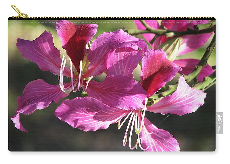 Hong Zip Pouch featuring the photograph Purple Hong Kong Orchid Flower by Ian Sands