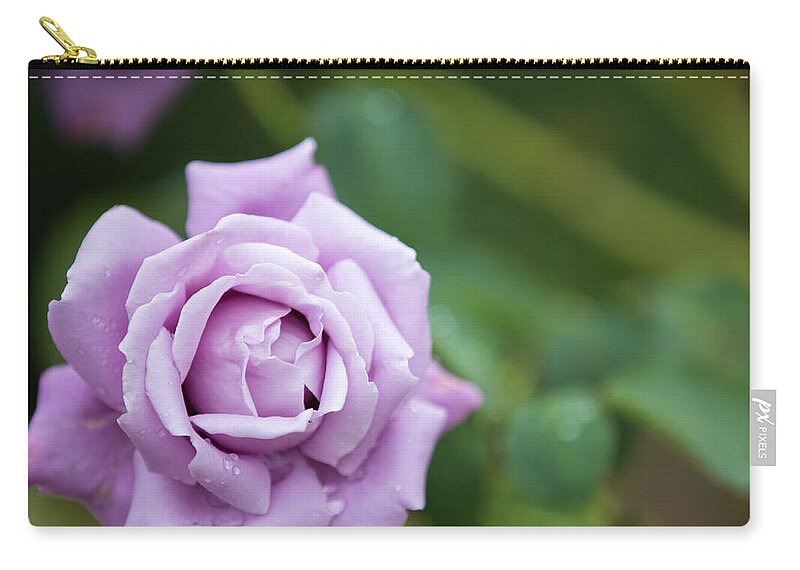 Rose Zip Pouch featuring the photograph Purple rose by Agnes Caruso