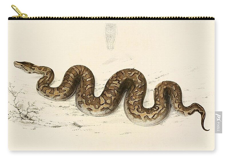  Zip Pouch featuring the drawing Python Natalensis by Sir Andrew Smith English