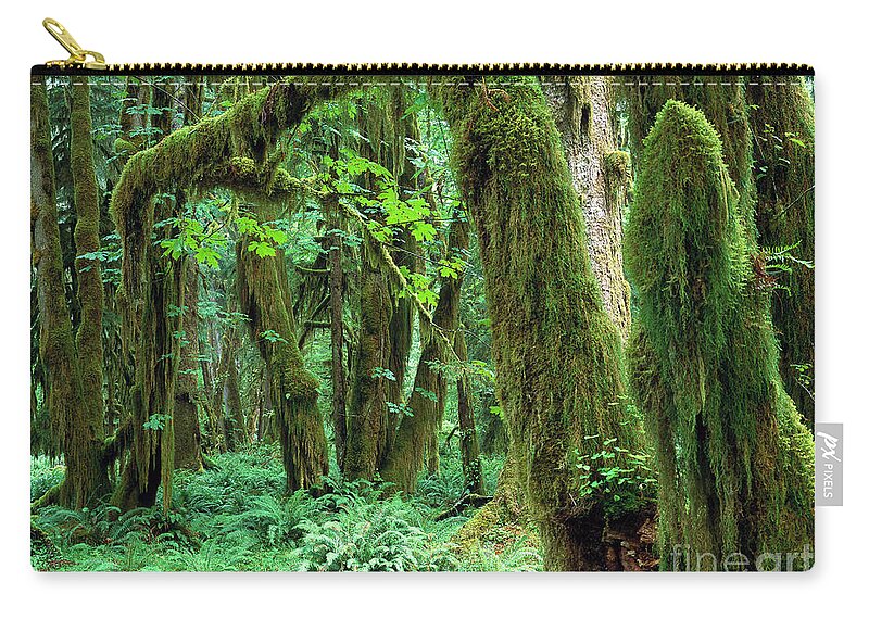 00173596 Zip Pouch featuring the photograph Quinault Rain Forest by Tim Fitzharris