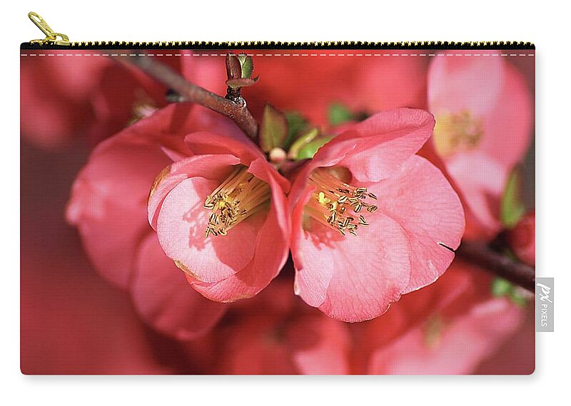 Floral Zip Pouch featuring the photograph Quince-flowers-dream by Joy Watson