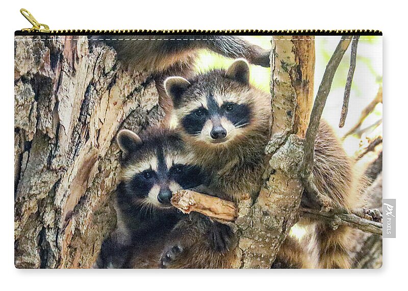Animals Zip Pouch featuring the photograph Raccoon Babies by Dawn Key