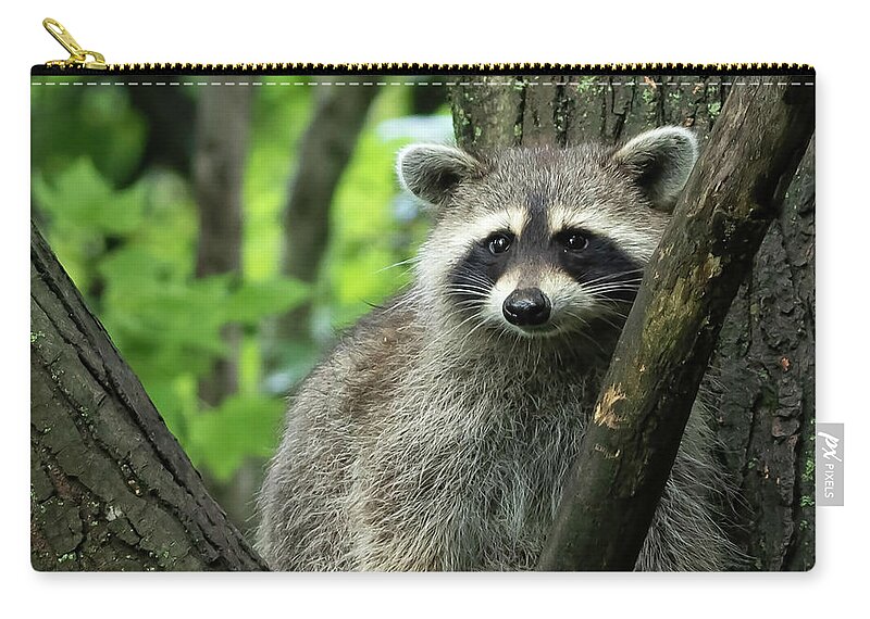 Raccoon Carry-all Pouch featuring the photograph Raccoon by Ron Grafe