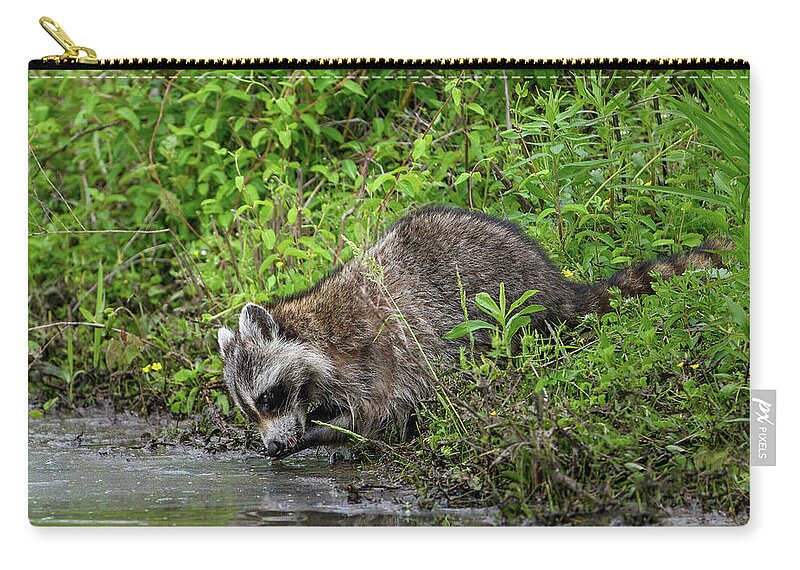 Raccoon Zip Pouch featuring the photograph Raccoon Washing by Fon Denton