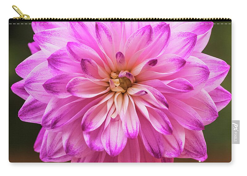 Dahlia Zip Pouch featuring the photograph Radiance by Vishwanath Bhat