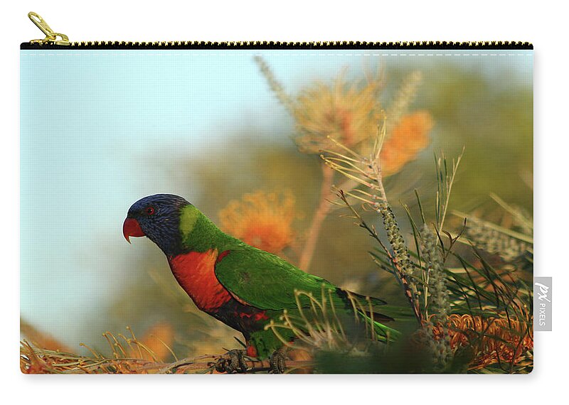 Animals Zip Pouch featuring the photograph Rainbow Lorikeet perched on a Grevillea by Maryse Jansen