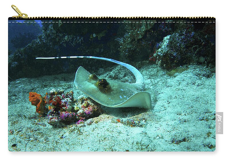 Ray Zip Pouch featuring the photograph Ray on the move - Dynamic underwater photograph of stingray - by Ute Niemann