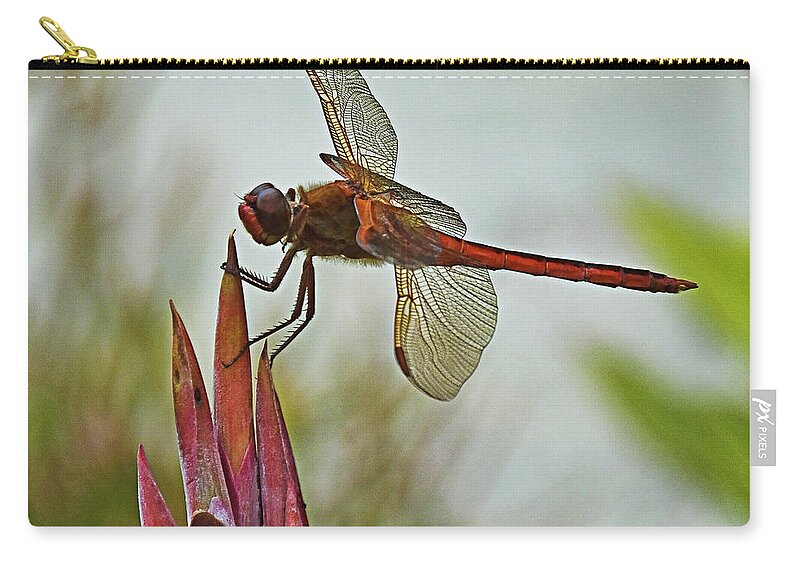 Dragonfly Zip Pouch featuring the photograph Ready for takeoff by Bill Barber