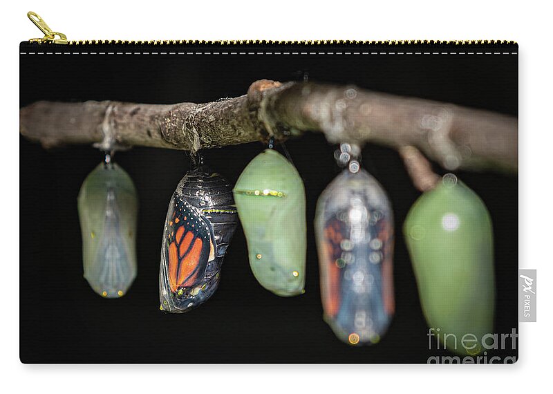 Emerging Zip Pouch featuring the photograph Rebirth by Amfmgirl Photography